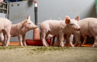 Innovatie en rendement centraal in EIP-project biologische varkenshouderij