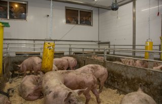 Boeren bekijken eerste Moving Floor-systeem bij varkens in Nederland