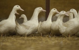 Tomassen Duck-To vecht dwangsom van 2 ton aan