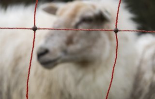 Steeds meer Drents en Fries vee achter wolfwerende rasters