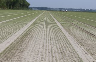 Bonenvlieg zorgt incidenteel voor schade in uien