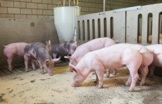 Biggen opnieuw goedkoper, vleesvarkensprijzen houden stand