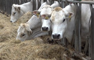 Nederland scoort met meer melk en rundvlees