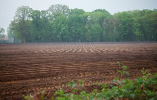 Ook Duitse telers snijden flink in aardappelareaal