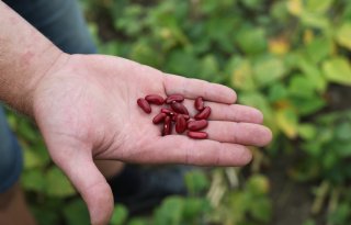 Welke ‘vergeten’ peulvruchten hebben opnieuw potentie voor teelt in Nederland?