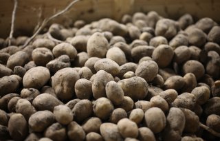 België en Duitsland importeren opvallend veel Nederlandse aardappelen