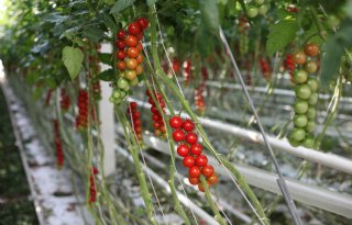 Slechts 10 procent van gecontroleerde tomatentelers leeft biocideregels na
