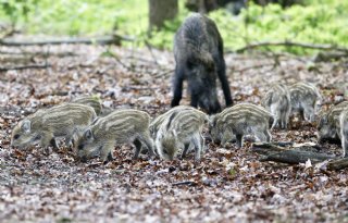 AVP rukt verder op in Noordrijn-Westfalen ondanks maatregelen