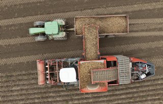 Belgische aardappelproductie stijgt met 21 procent
