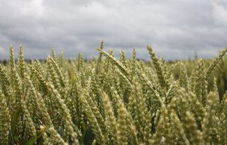 WUR ziet winst in koppelen Europees rassenonderzoek