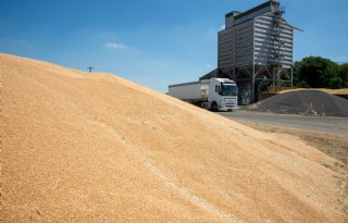 Lagere olieprijs weegt zwaarder dan droogtezorgen op de tarwemarkt