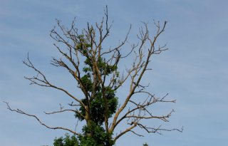 Steun voor Flevolandse boeren in strijd tegen essentaksterfte