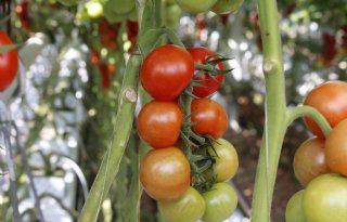 Glastuinbouw Nederland maant tomatentelers tot juist biocidengebruik