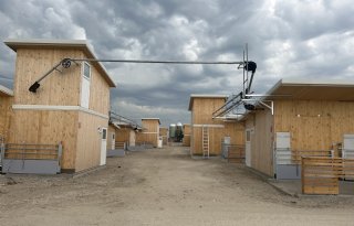 Eenrichtingsverkeer in de kraamstal bij familie Ten Have
