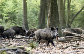 Aanpak Afrikaanse varkenspest gaat in de zomer door in Spanje