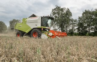 Havermelkproducent zet in op Zeeuwse haver voor wereldwijde afzet