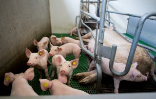 Hogere opbrengst varkensconcept is noodzakelijk