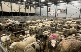 Schapenhandel beleeft opnieuw een topjaar