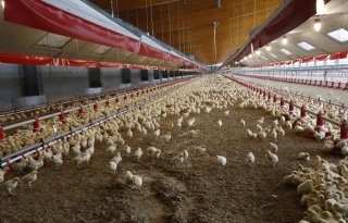 Veel aanvragen voor pluimveestallen in Emsland