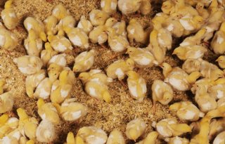 Sensoren en AI verbeteren dierenwelzijn