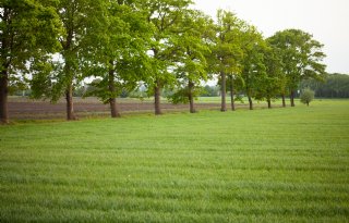 Boeren planten meer dan 10 kilometer aan bomen en hagen