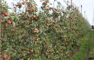 Hagelbuien verwoesten teelt bij Belgische fruittelers