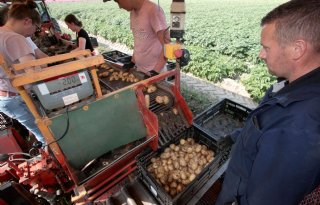 Zeeuwse teler rooit eerste vroege aardappelen voor veiling Alvantho