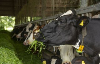 ‘Maak van gras je meest complete voer om ruweiwitgehalte te verlagen’