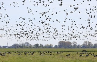 Friesland gaat voor het eerst sinds 2015 weer ganzen vergassen