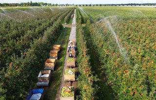 Europese voorraden appels en peren fors hoger dan vorig jaar
