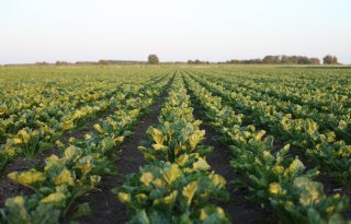 Areaal suikerbieten krimpt sterker dan verwacht