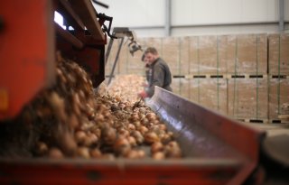 Bij recordexport uien zakt de prijs alsnog door de vloer