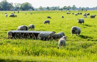 Schaarste stuwt wolprijs naar recordniveau