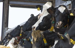 Zes veehouders nemen toch niet deel aan stoppersregeling