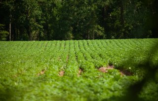 Nieuw project onderzoekt biodiversiteitswinst van braakliggend bouwland