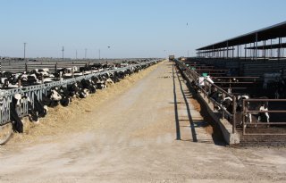 VS verhoogt productie en export van zuivel