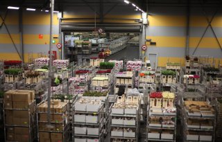 ACM ziet geen misbruik van machtpositie FloraHolland