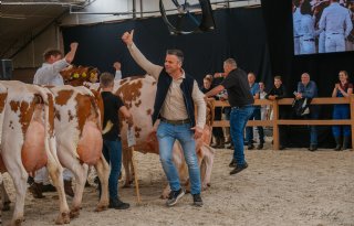 Beste koeien op Nationale Roodbont Show