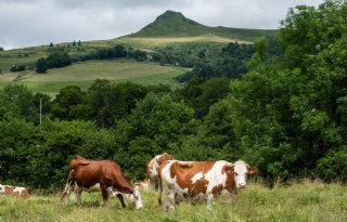 Franse melkaanvoer blijft groeien, melkprijzen in april onder druk