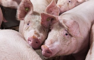 Coöperatie Topigs realiseert recordjaar met sterke internationale groei
