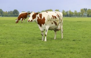 NVWA zet drones in bij controle voldoende schaduw voor dieren