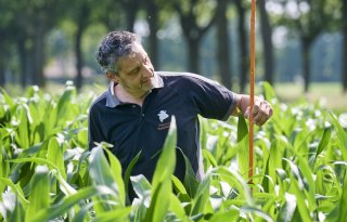 Warmte en vocht geven mais groeispurt