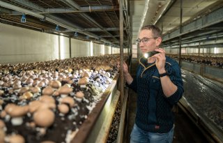 Adviseur maakt overstap van kantoor naar champignonkwekerij