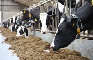 Koe en Eiwit: minder ruw eiwit in het rantsoen loont