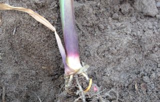 Ritnaalden rukken op in aardappelen en mais