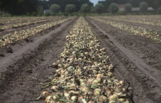 Winterplantuien starten het seizoen met lagere prijzen, warme weer biedt lichtpuntje