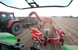 Snel laden behoedt Zeeuwse uien voor zonnebrand