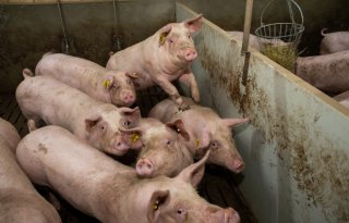 Nieuwe variant van parvovirus aangetroffen in Denemarken