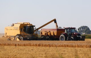 Hoge temperaturen jagen Europese tarweprijzen omhoog