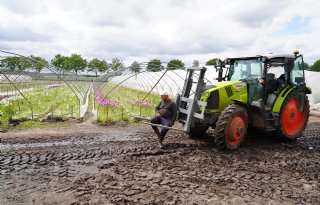 Pioenrozentelers moeten aan de slag met onkruidbestrijding